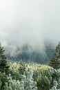 Winter forest green mountain snow trees branch first spruce blue fir needles fog haze Royalty Free Stock Photo