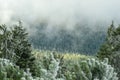 Winter forest green mountain snow trees branch first spruce blue fir needles fog haze Royalty Free Stock Photo