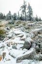 Winter forest green mountain snow trees branch first spruce blue fir needles fog haze Royalty Free Stock Photo