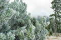 Winter forest green mountain snow trees branch first spruce blue fir needles fog haze Royalty Free Stock Photo