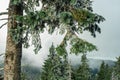 Winter forest green mountain snow trees branch first spruce blue fir needles fog haze Royalty Free Stock Photo