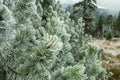 Winter forest green mountain snow trees branch first spruce blue fir needles fog haze Royalty Free Stock Photo