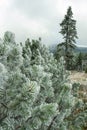 Winter forest green mountain snow trees branch first spruce blue fir needles fog haze Royalty Free Stock Photo