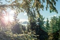 Winter forest green mountain snow trees branch first spruce blue fir needles sun sunlight sky Royalty Free Stock Photo