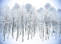 Winter forest hills snow Kartepe, Kocaeli, Turkey Royalty Free Stock Photo