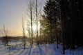 Winter forest in Iceland