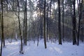 Winter in the forest. January sun and rays in the haze. Pines and birches. Snow. Royalty Free Stock Photo