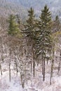 Winter forest at Karlovy Vary, the Czech Republic Royalty Free Stock Photo