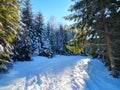 Winter forest in Karpatian Hoverla Royalty Free Stock Photo