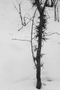 Winter forest landscape. Alone tree on snow