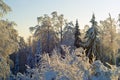 Winter forest landscape on a clear frosty day: trees covered with dazzling snow, against a blue sky Royalty Free Stock Photo