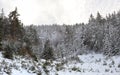 Winter forest landscape - coniferous tree tops covered with snow, cloudy sky above Royalty Free Stock Photo