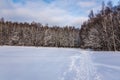 Winter forest landscape