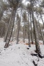 Winter forest landscape Royalty Free Stock Photo