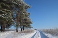 Winter forest Royalty Free Stock Photo