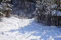 Winter forest landscape. A path in a snow-covered pine forest. A walk on a sunny bright day. Royalty Free Stock Photo