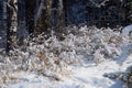 Winter forest landscape. A path in a snowy forest. Dry yellow grass covered with fluffy snow Walk on a sunny bright day. Royalty Free Stock Photo