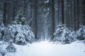 Winter forest landscape, path and trees covered with snow in foggy forest Royalty Free Stock Photo