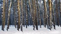 Winter forest landscape Royalty Free Stock Photo