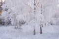 Winter Forest Landscape In Pink Tones. Morning Winter Birch Forest.Beautiful Winter Birch Forest Covered With Hoarfrost. Sun, Snow Royalty Free Stock Photo