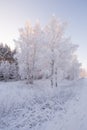 Winter Forest Landscape In Pink Tones, Vertical Orientation. Morning Winter Birch Forest.Beautiful Winter Birch Forest Covered Wit