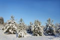 Small snowy pines in winter forest