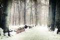 Winter forest landscape Royalty Free Stock Photo