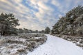 Winter forest landscape Assen Drenthe