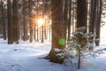 Winter forest landscape. Snowy winter scene of trees in woodland at sunrise. Bright sun rays shine through tree