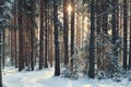 Winter forest Royalty Free Stock Photo
