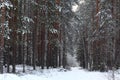 Winter forest Royalty Free Stock Photo