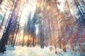 Winter forest landscape Royalty Free Stock Photo