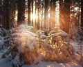 Winter forest landscape Royalty Free Stock Photo