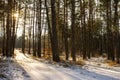 Winter forest landscape sun rays Royalty Free Stock Photo