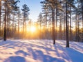 Winter forest landscape sun rays. Royalty Free Stock Photo