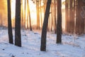 Winter forest landscape at sunrise in morning. Bright yellow sunlight shining behind Trunks of pine trees in forest Royalty Free Stock Photo