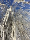 Winter forest landscape. Tall trees under snow cover. January frosty day in park. Royalty Free Stock Photo