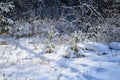 Winter forest landscape. There is a lot of snow in the forest. Deep snowdrifts. Beautiful little pine trees. Royalty Free Stock Photo