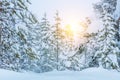 Winter Forest Landscape - trees covered big snow Royalty Free Stock Photo