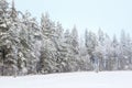 Winter forest landscape view with snow and frost Royalty Free Stock Photo