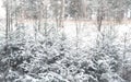 Winter forest. Landscape of winter forest on a sunny day. Snow-c Royalty Free Stock Photo
