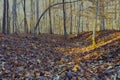 Winter forest with fallen leaves Royalty Free Stock Photo