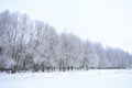 Winter forest looks like a huge Palace, winter, harsh trees dressed in ice armor, which they created the frost. Everything