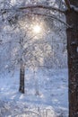 winter forest. A magical snowy forest scene, featuring towering trees covered in a fresh blanket of snow Royalty Free Stock Photo