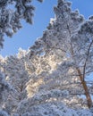 winter forest. A magical snowy forest scene, featuring towering trees covered in a fresh blanket of snow