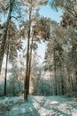 winter forest. A magical snowy forest scene, featuring towering trees covered in a fresh blanket of snow