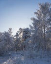 winter forest. A magical snowy forest scene, featuring towering trees covered in a fresh blanket of snow Royalty Free Stock Photo