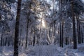 winter forest. A magical snowy forest scene, featuring towering trees covered in a fresh blanket of snow