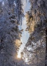 winter forest. A magical snowy forest scene, featuring towering trees covered in a fresh blanket of snow Royalty Free Stock Photo