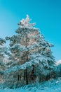 winter forest. A magical snowy forest scene, featuring towering trees covered in a fresh blanket of snow Royalty Free Stock Photo